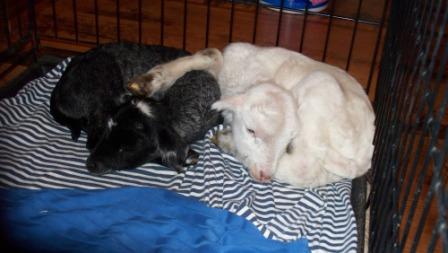 ebonyivory_-snuggling_02_compressed