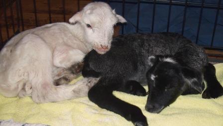 ebonyivory_03_editedcompressed