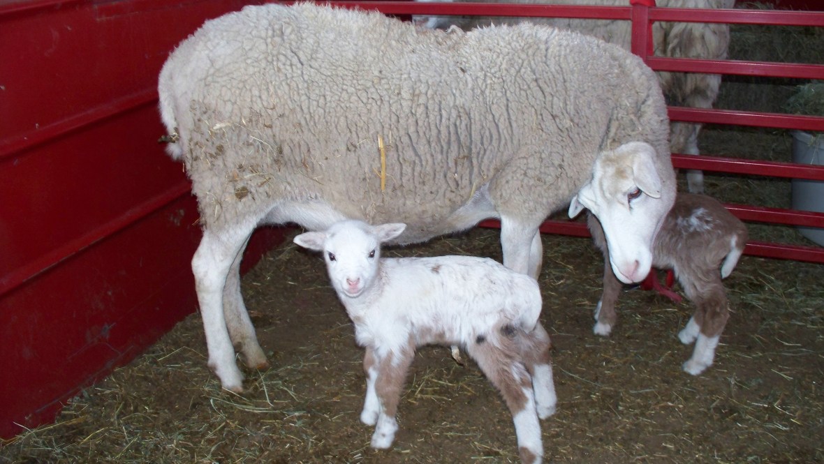 cnbabies_02 cnbabies_02