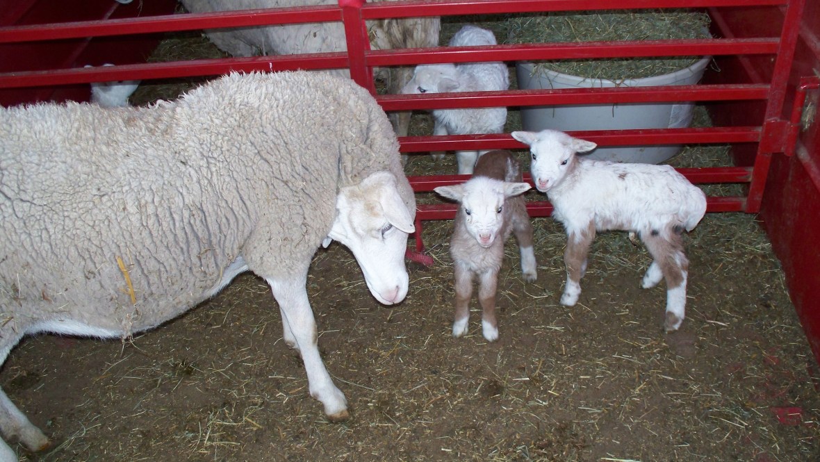 cnbabies_03 cnbabies_03