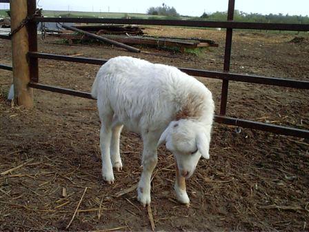 crooked-neck_compressed1 crooked-neck_compressed1