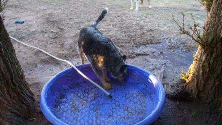 ashinpool_01_compressed