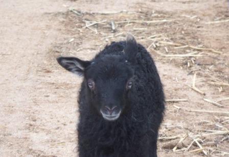 blackicelandiclamb_good_compressed