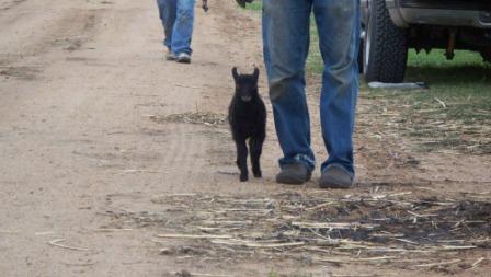 blkicelamb_03_compressed blkicelamb_03_compressed