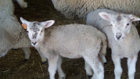 dirtyfacedlambs_compressed dirtyfacedlambs_compressed