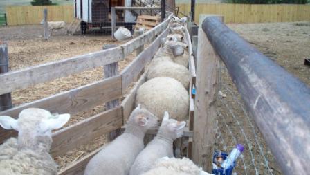 shearing_03_compressed