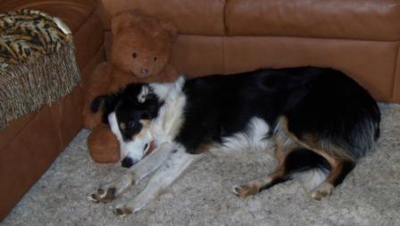 thaiteddybear_03_compressed