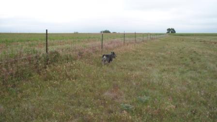 AshInPasture_01_compressed