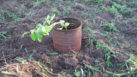 OvergrownTomatoes_03_compressed