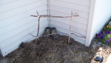 HomemadeTrellis_compressed HomemadeTrellis_compressed