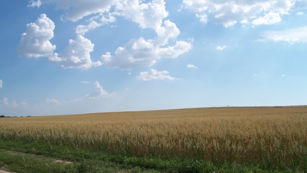 OatsField_01_compressed