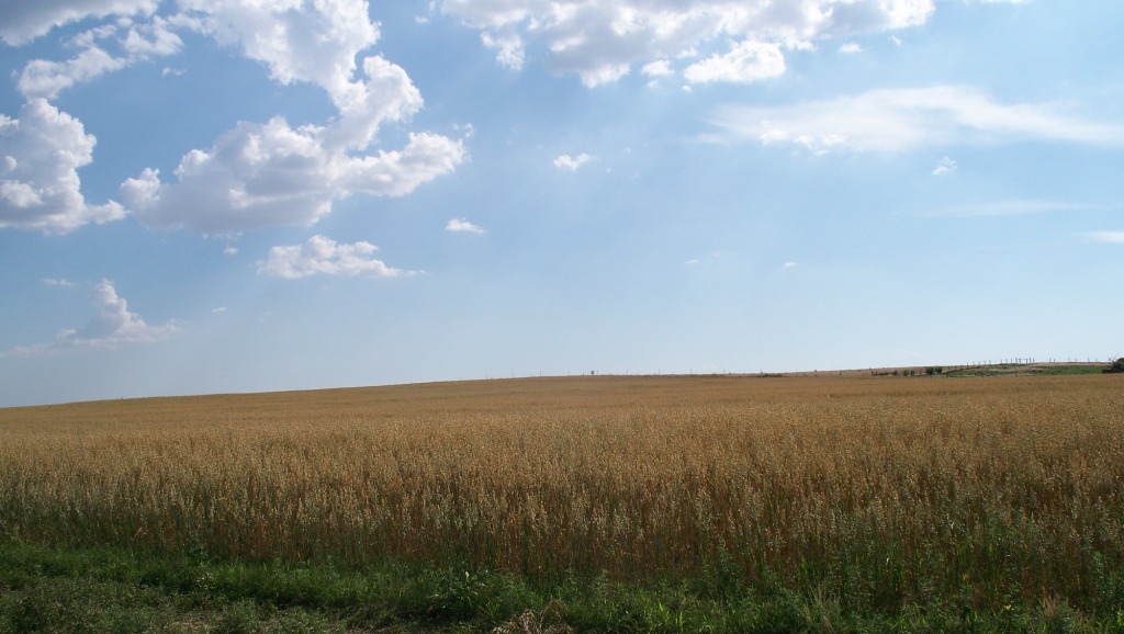 OatsField_02_compressed