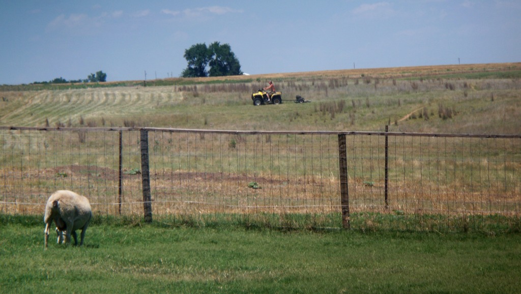 SheepBackyard_RandyMowingPasture_01_compressed