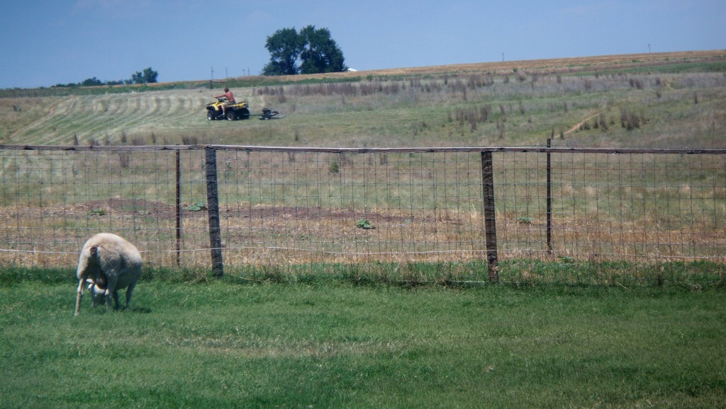 SheepBackyard_RandyMowingPasture_02_compressed
