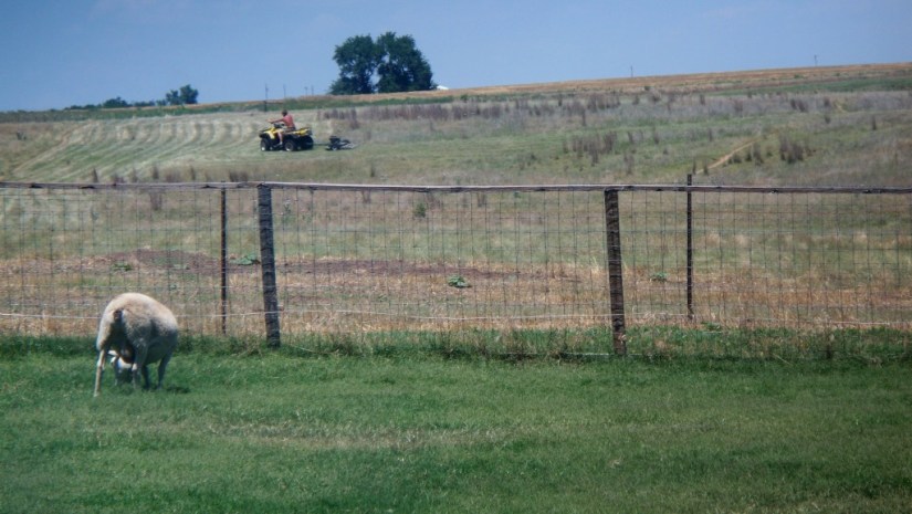 SheepBackyard_RandyMowingPasture_02_compressed