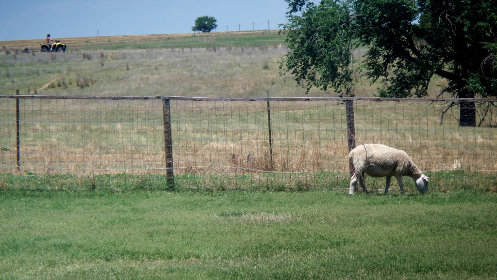 SheepBackyard_RandyMowingPasture_03_compressed