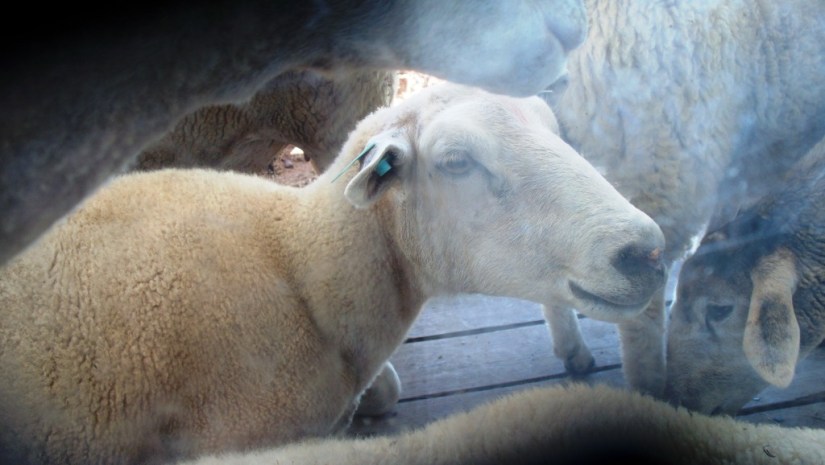 SheepOnBackDeck_01_compressed