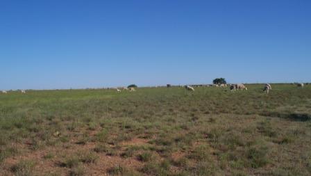 SheepOnPasture_01_compressed SheepOnPasture_01_compressed