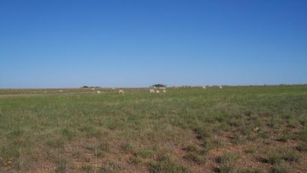 SheepOnPasture_02_compressed