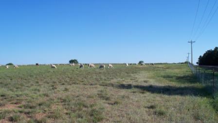 SheepOnPasture_03_compressed