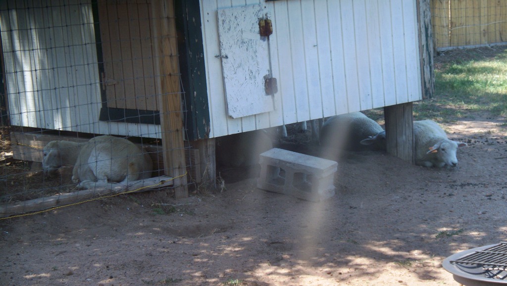 SheepUnderDogHouse_compressed