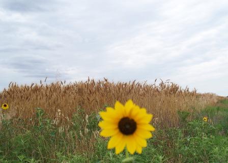 Sunflower_01_compressed