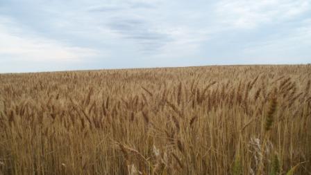 Wheat_compressed
