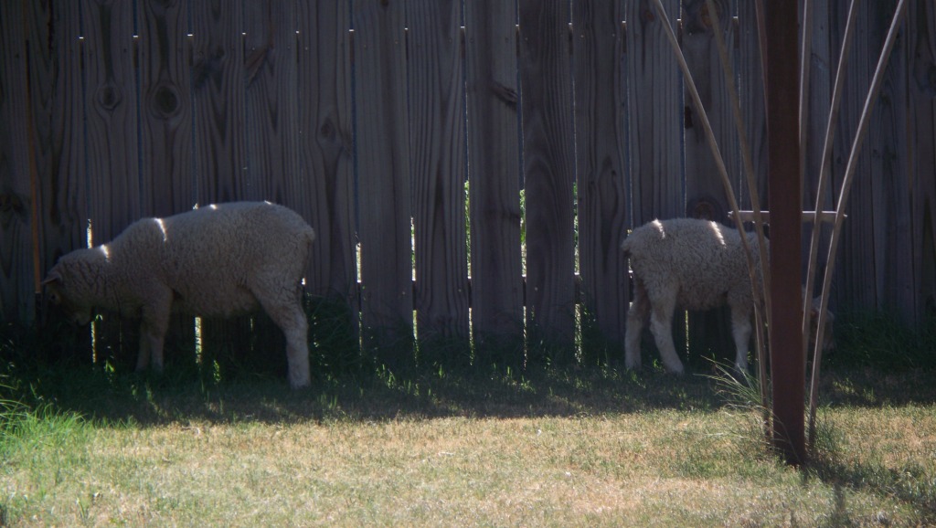 All-Natural_WeedEaters_01_compressed