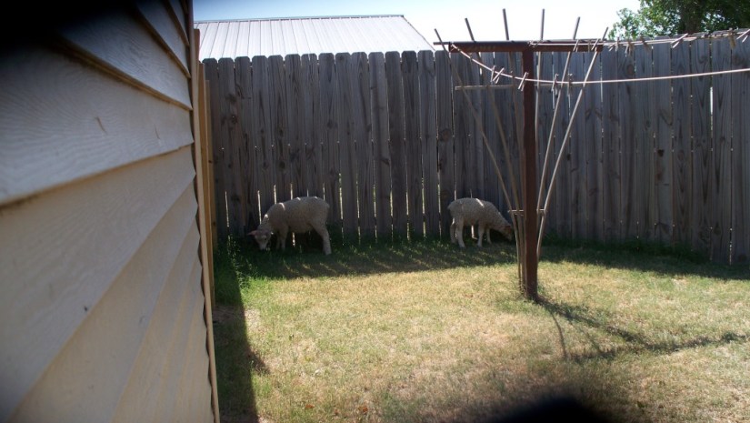 All-Natural_WeedEaters_02_compressed