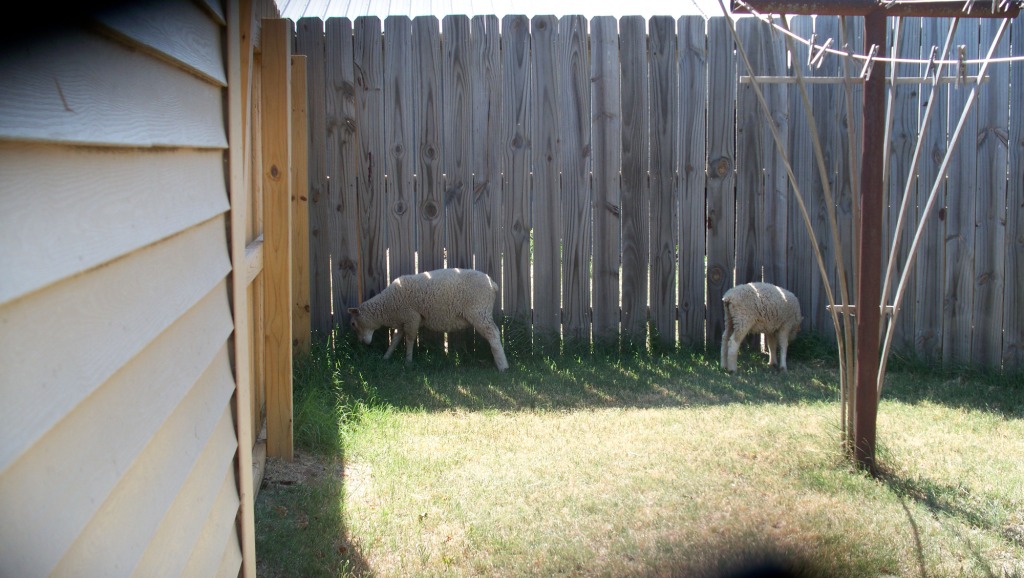 All-Natural_WeedEaters_03_compressed