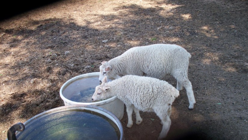 All-Natural_WeedEaters_Drinking_01_compressed