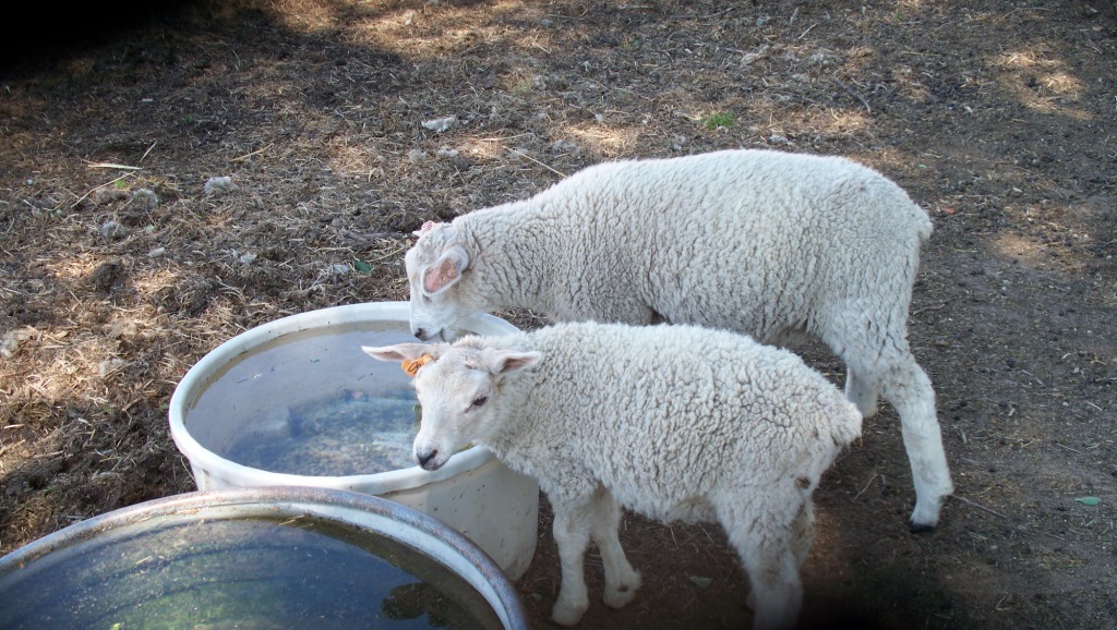 All-Natural_WeedEaters_Drinking_02_compressed