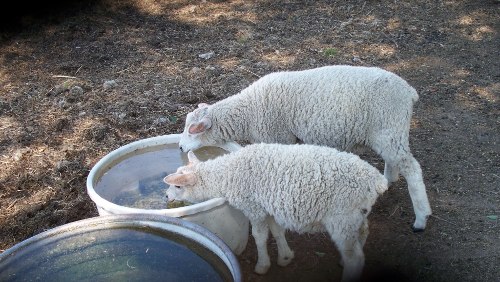 All-Natural_WeedEaters_Drinking_03_compressed