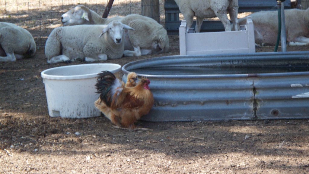 BantiesDrinking_01_compressed