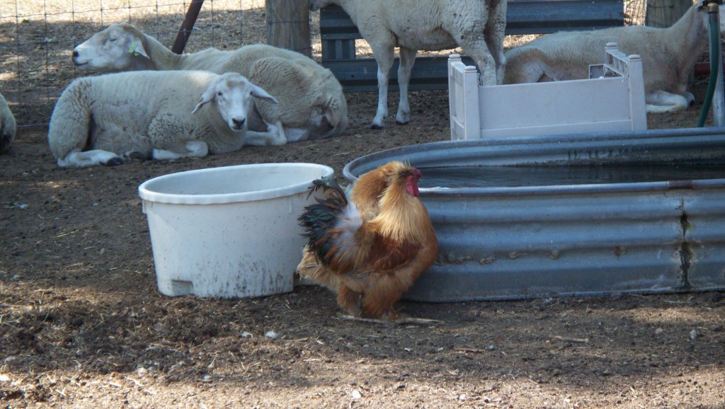 BantiesDrinking_02_compressed