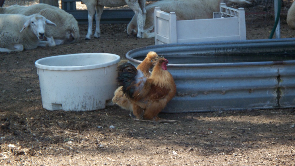 BantiesDrinking_03_compressed