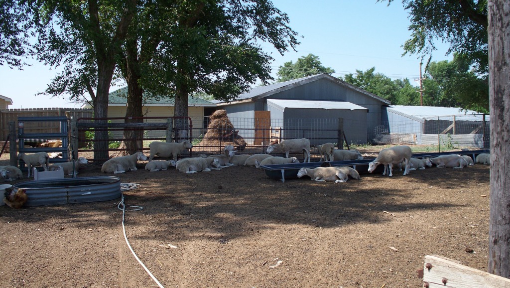 FarmScene_01_compressed