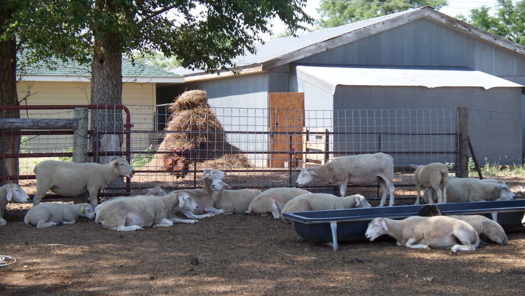 FarmScene_02_compressed