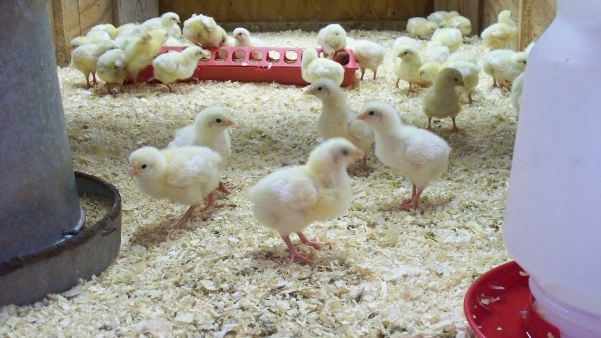 BabyChicks_01