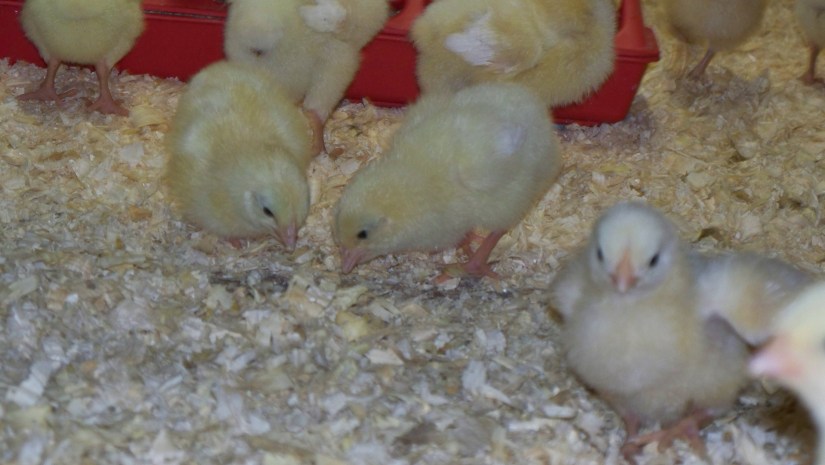 BabyChicks_04