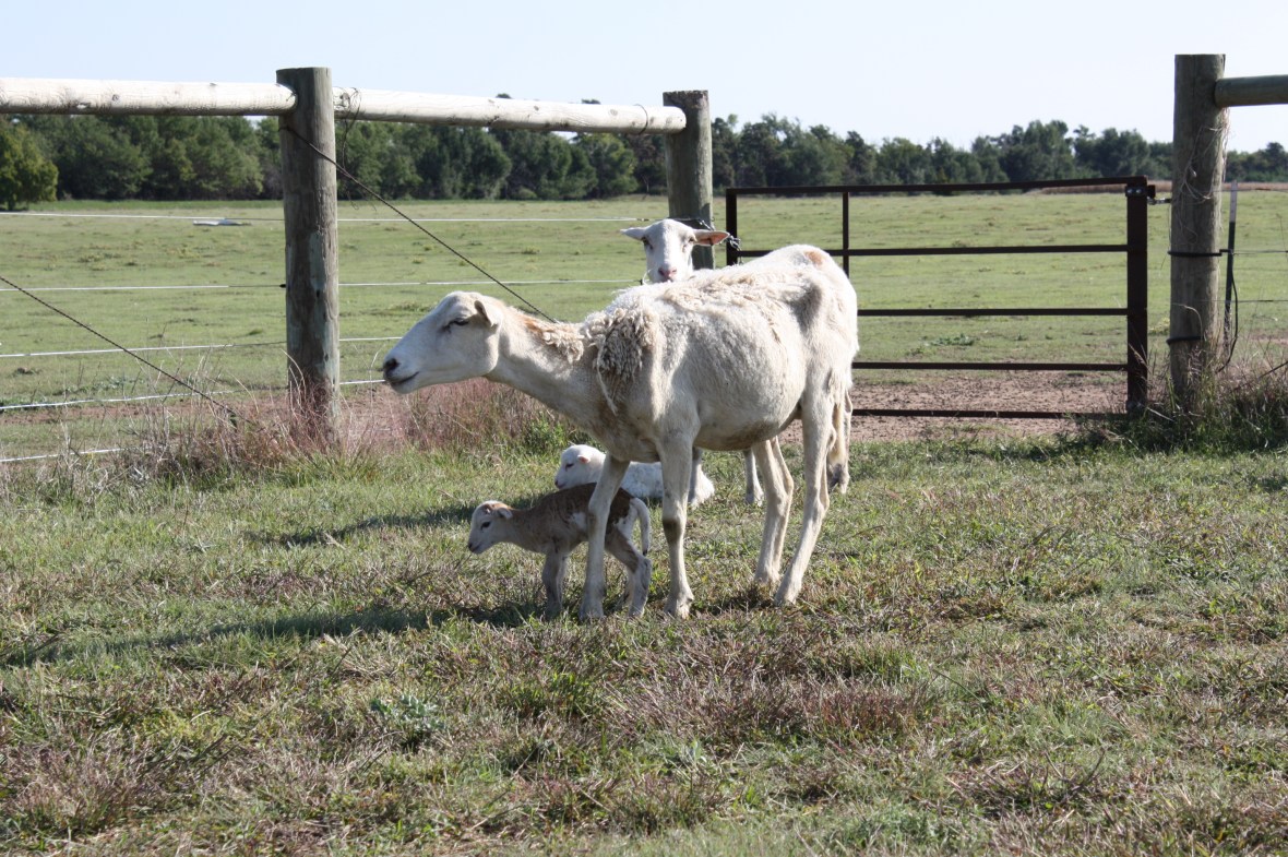 Dad'sIttyBittyLamb_02