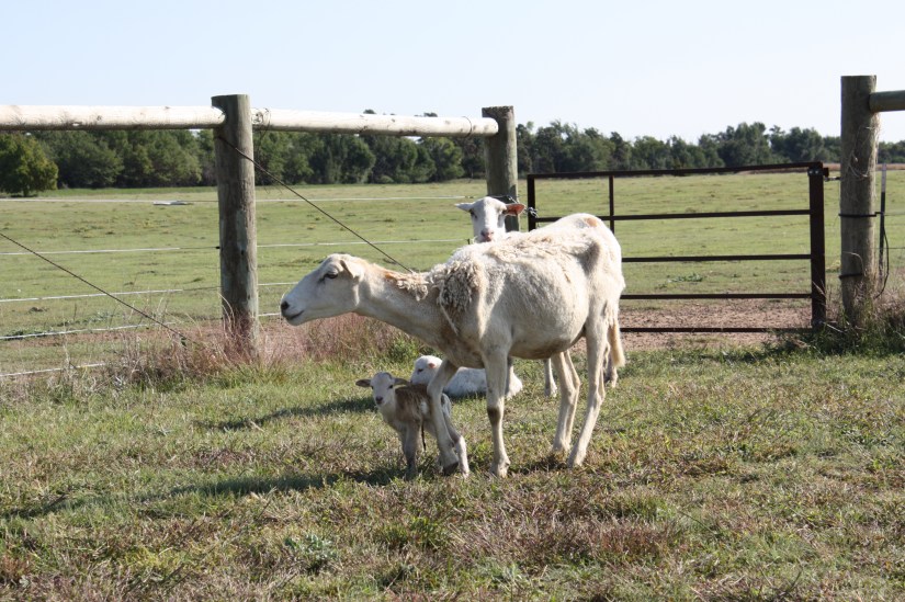 Dad'sIttyBittyLamb_03