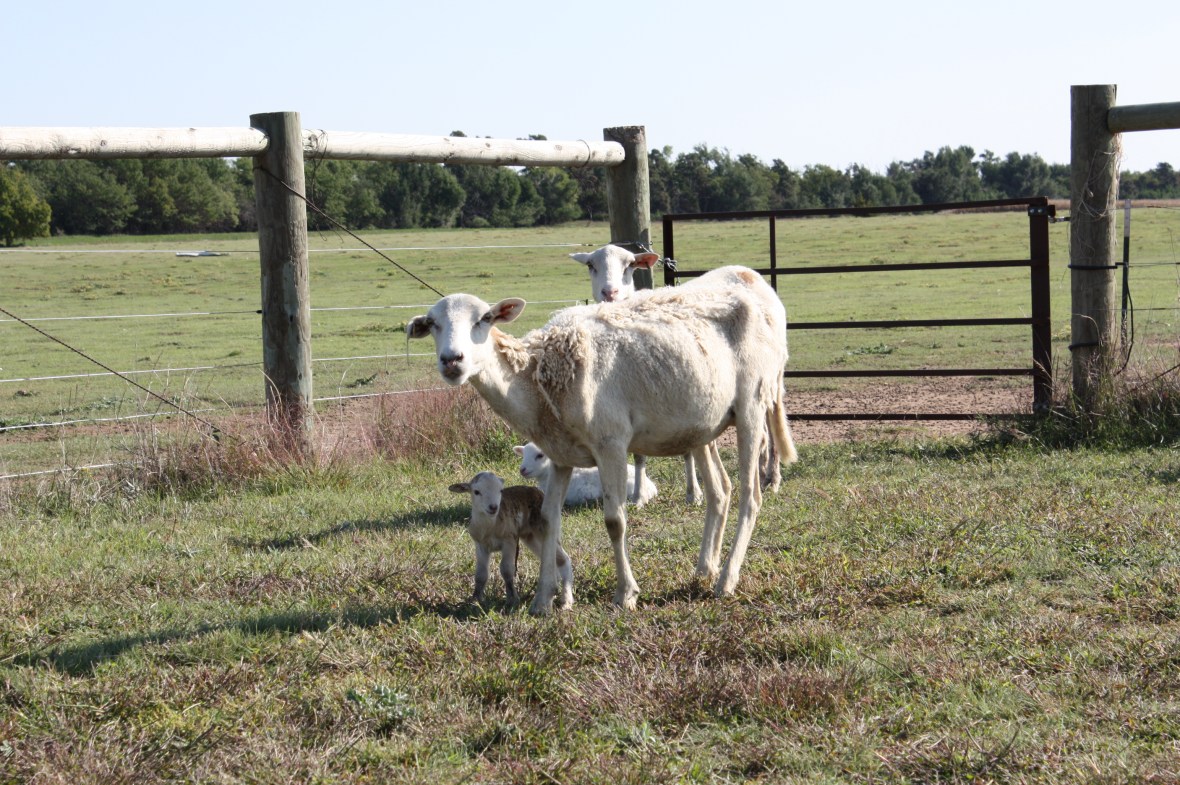 Dad'sIttyBittyLamb_04