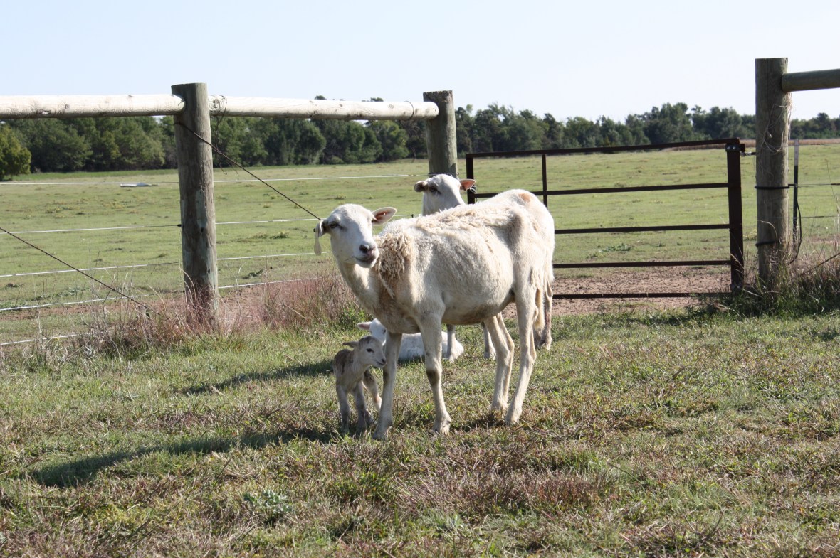 Dad'sIttyBittyLamb_05