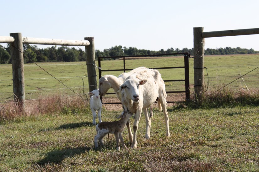 Dad'sIttyBittyLamb_08