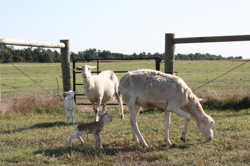 Dad'sIttyBittyLamb_09