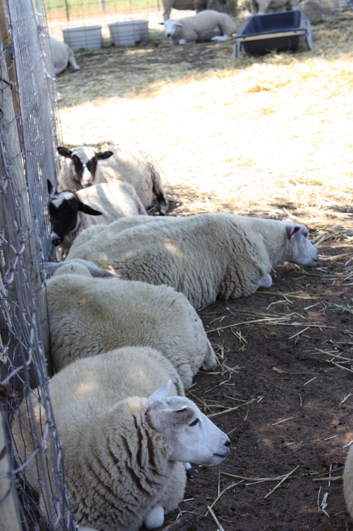 EwesRestingInShade_01