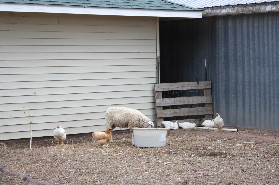 GettingALittleProtein