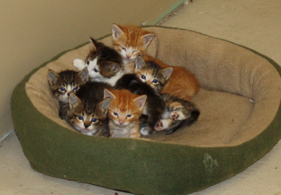 Kittens_01_cropped