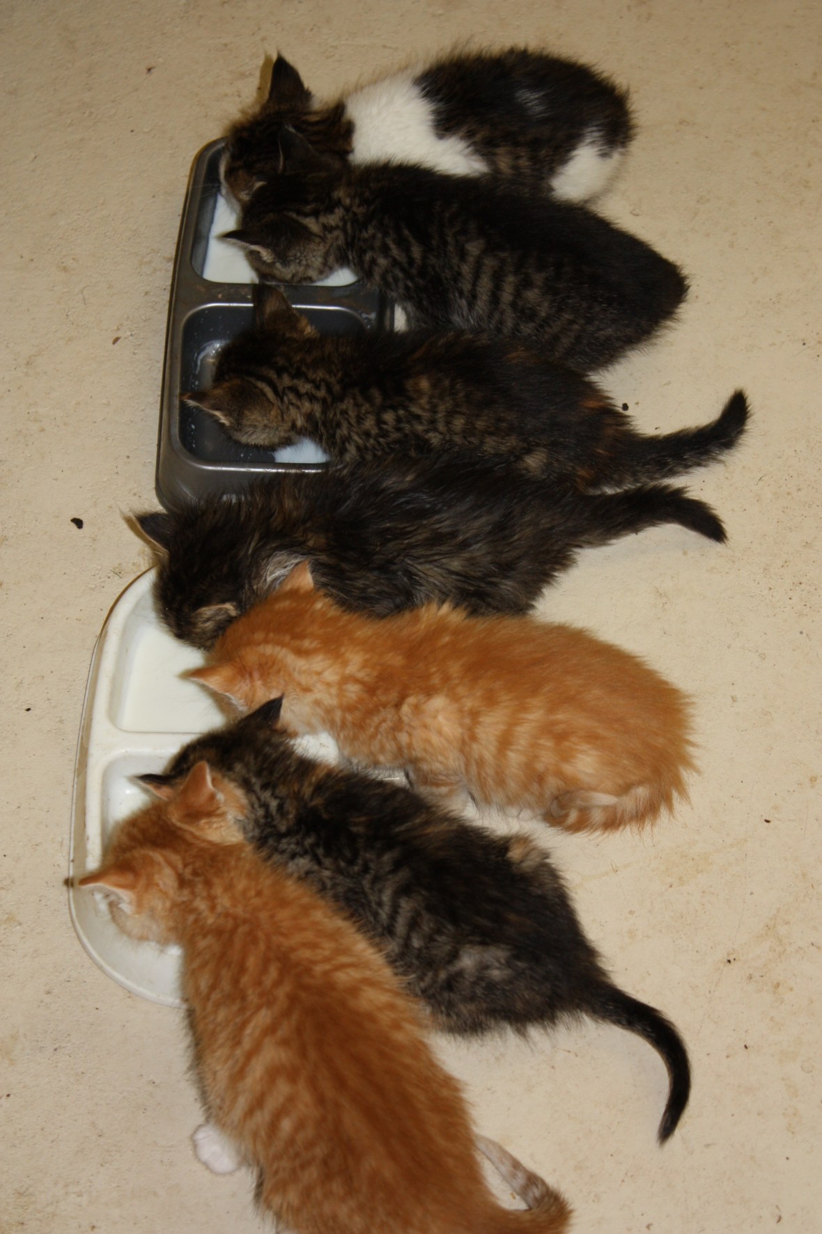 KittensDrinkingMilk_01